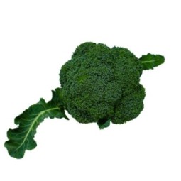 Broccoli Bio