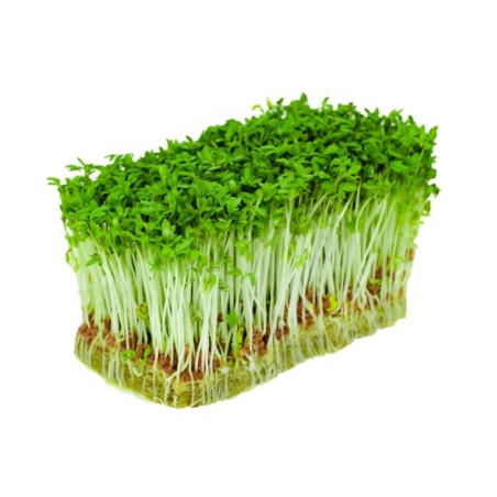 Gardencress Bio 1pc