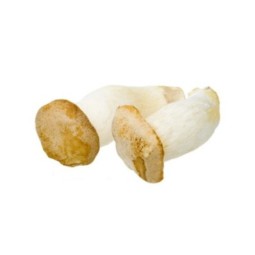 Eryngii mushrooms Bio