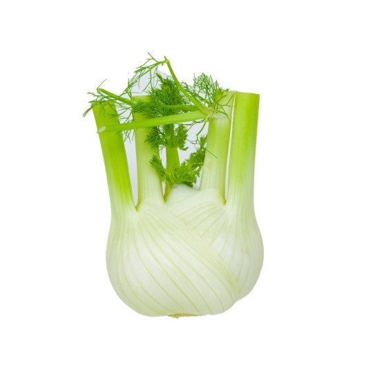 Fennel Bio 1 pcs