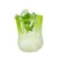 Fennel Bio 1 pcs